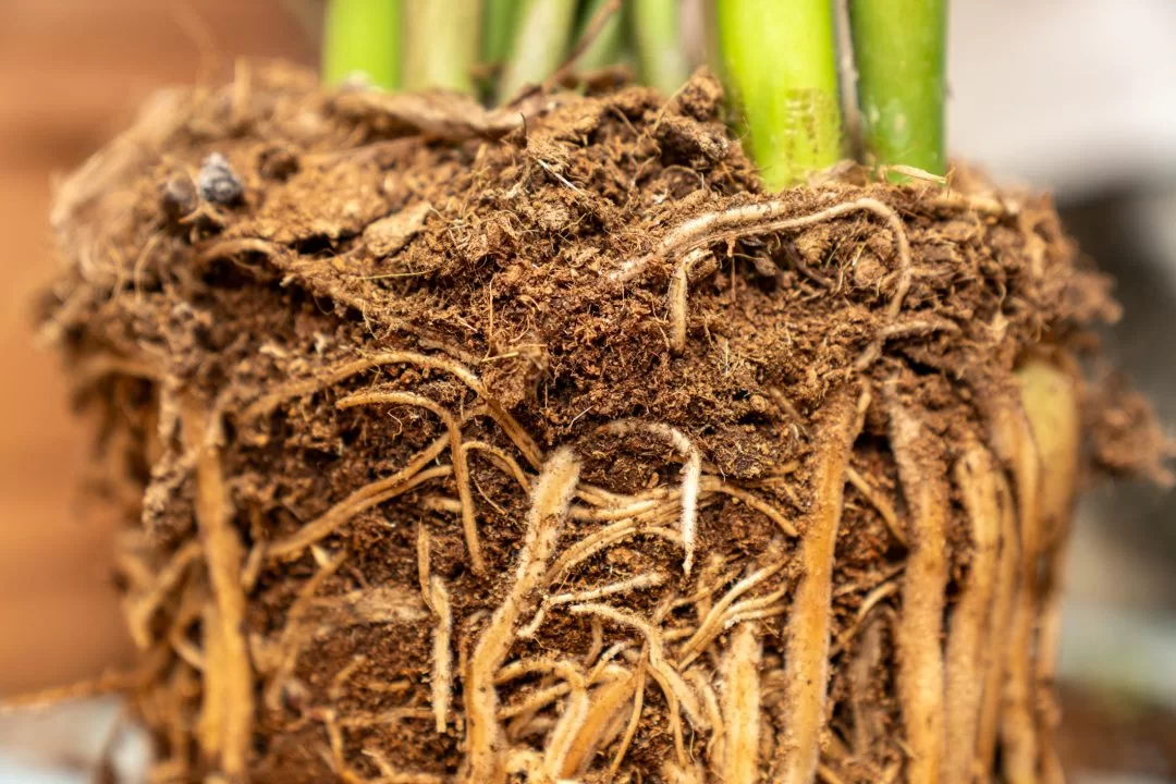 Bodemleven herstellen